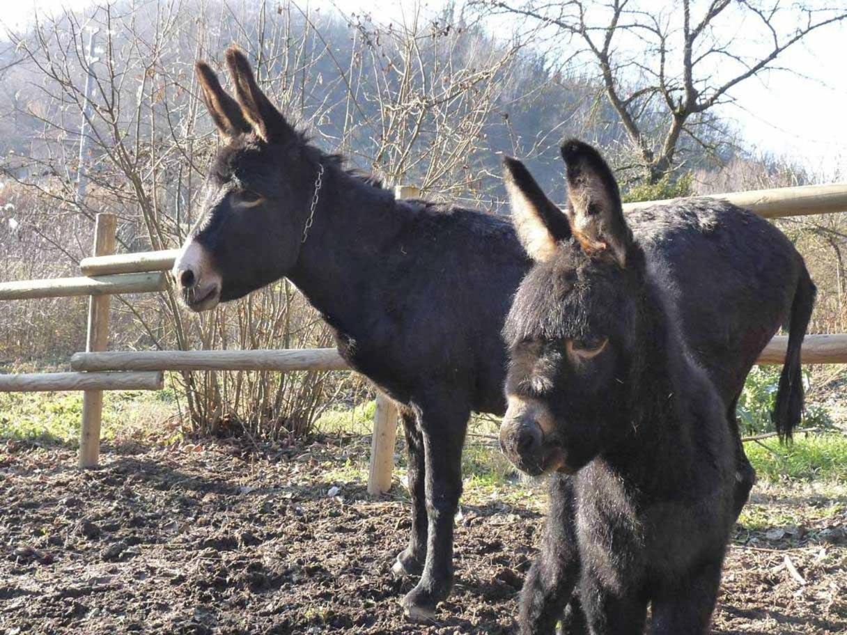 B&B Locanda Della Sesta Felicita Vaglio Serra Dış mekan fotoğraf